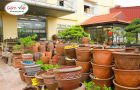 Gốm Việt – Địa chỉ bán lẻ chậu gốm trồng cây cảnh tại Hà Nội